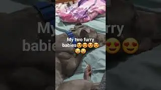 my animals ignoring me 😂😂😂😂