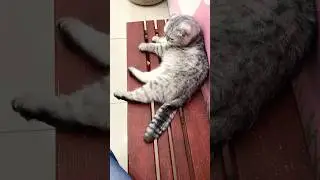 Булочка на скамейке 😻 #милота #котики #животные #отдых #еда #cutecat #humor #sweet #catvideos