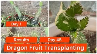 Dragon Fruit Transplanting | Grow dragon Fruit at Home garden | Dragon Fruit Plant Care Tips