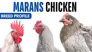 Marans Chicken Breed Profile History Health Issues - Marans Chicken Egg Ratio Lifespan