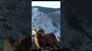 This Year's Biggest Bighorn Ram Boss