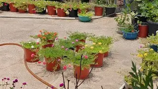 Saturday overview Terrace Garden # Rumona Garden Nagpur