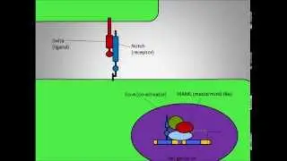 Delta-Notch Signaling Pathway in Neurogenesis