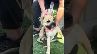 NEW A5712739 Bandit | Terrier Puppy