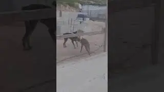 PERRO NINJA