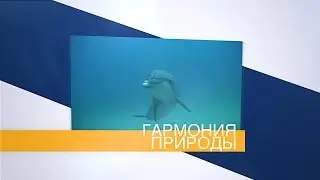 Недвижимость в Крыму | Купить дом в Форосе | Золото Фороса | Антон Учитель | Мистер Дом