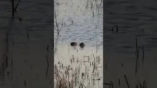 Drake & Hen | Lower Hatchie Refuge #mallard #drakeandhen #waterfowl #lowerhatchie #mississippiflyway
