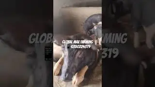 Global Max Pig 🐷🐖🐷🐖 Farming