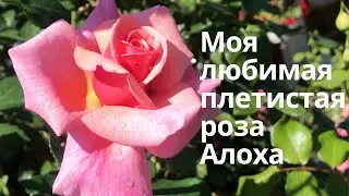Rose//Моя любимая плетистая роза Алоха