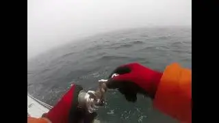 fish Bound Tog GOPR0444
