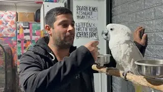 EFSANE İSTANBUL VLOG YENİ KUŞLAR ALDIM SALMA İÇİN