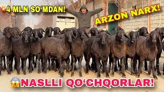 BUNDAY ARZONLIK KAM! 4 MLN SO‘MDAN QO‘CHQORLAR🐏🔥