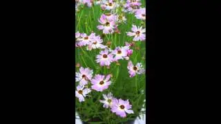 Coreopsis Bloomsation&reg; Cameleon