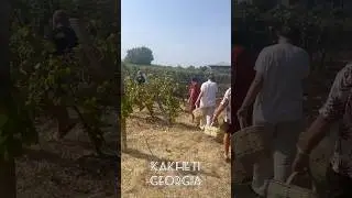 Виноградники Кахетии #travel #georgia