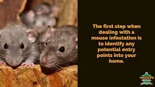 Mouse Exterminator Near Me In Cincinnati - AAAC Wildlife Removal
