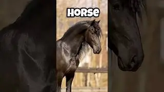 How Animals See the World Differently Than Humans😱😱😱#yputubeshorts #facts #shorts #shortsvideo