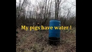 My Pigs have Water!  water barrel finished and drill pump filled it up