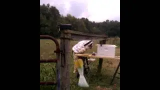 Bee Swarm pt 1