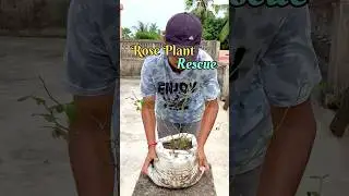 Rose Plant Rescue | Dying Miniature Rose Problem Solution #roseplantrescue #roseplantcare #roseplant