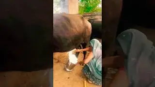 jab bhains doodh na de&hellip;toh zabardasti nahi🤔 #rooftop #dairy #farming #facts #learn #GOAT