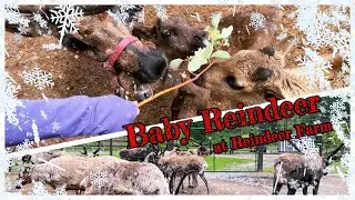 Baby Reindeer at Reindeer Farm