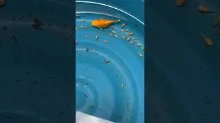 Molly fish give birth 30+babies.🤗❤🎉🎉🎉🎉🎉😇😇