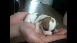 jackhuahua puppies