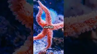 Starfish eat by external digestion! Learn their unique habits. #Starfish #OceanLife #MarineBiology