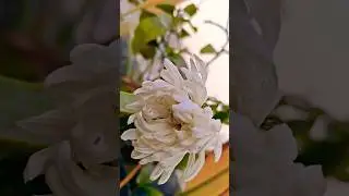 வெள்ளை #சாமந்தி #south #garden #organic #flowers #minivlog #delhi #shorts #youtubeshorts
