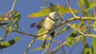 Birdsong soundscape at Mornington Wildlife Sanctuary in Australia's Kimberley