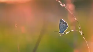 Shooting Gossamer-winged butterflies with Helioses