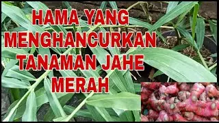 HAMA BESAR YANG MENGHANCURKAN TUNAS TANAMAN JAHE MERAH - J2