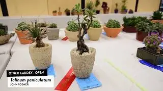 Cacti ID - Caudex: Trichodiadema Bulbosum, Talinum Paniculatum, Moniloria, Leuchtenbergia Principis
