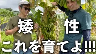 超矮性のとても美味しいバナナを育てよ！！！！