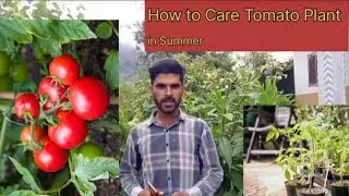 How To Care Tomato Plant | How to Care Tomato Plant in Rainy Season #agriculture@KashmirAgriculture