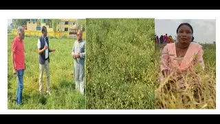 Lentil/Grass Pea/Lathyrus/Low ODAP/Dr  SK Agrawal/ Food Legumes/Nepal Visit/GLRP/Grain Legumes