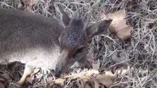 Gunther's Dik-dik - Madoqua guntheri