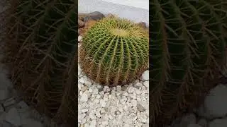 Огромные кактусы 🌵🌞/ Huge cacti 🌵🌞