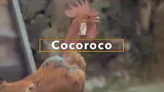 COCOROCO