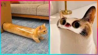The Funniest Cat Videos Ever