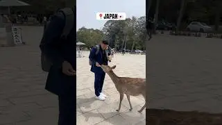 Nara park 📍Japan 🇯🇵 #chill #narapark #naradeer #japan #tokyo #japanvlog #japanesefood