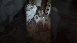 #Peggy #technologia #pets #entertainment #cute #mangalore #pug #funny