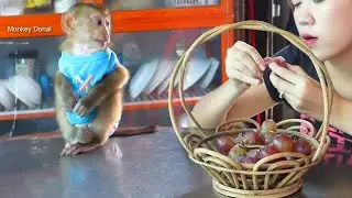 OMG!! Donal Angry With Mom Not Call Him Eat Grapes