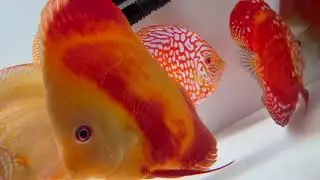 Lorikeets peacock bass hatchet fish Amazon discus sturgeons goslings anemone clownfish parrot 16476