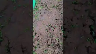 Kahila kahila kou chara ea#minivlog #subscribemychannel