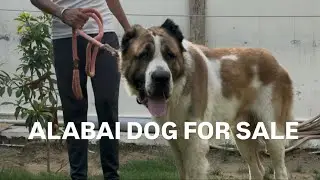 Alabai Dog for Sale 🐶 | India’s Strongest Guard Dog Available Now!