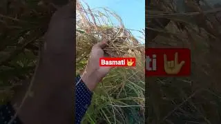 Basmati rice kesa hota hai 🙄 #farming #basmatirice #basmatirawriceeating #basulisera