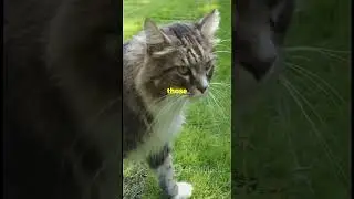 Cat's Super Senses Hearing, Eyesight, and Their Unique Walk!