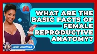 What Are The Basic Facts Of Female Reproductive Anatomy? - All About Anatomy Answers