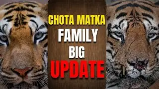 Chota Matka will return? Big News on Chota Matka Tiger family | Tadoba | Tigers | Wildlife | Jungle